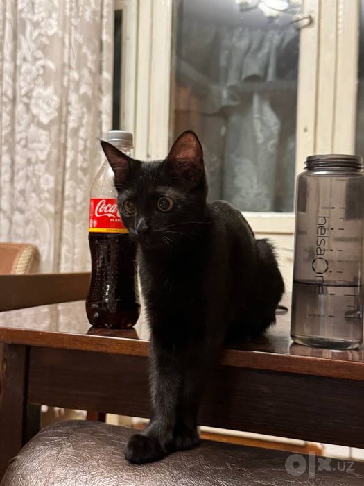 Котенок девочка в добрые руки