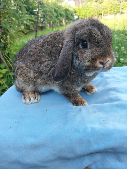 Iepure,femela holland lop