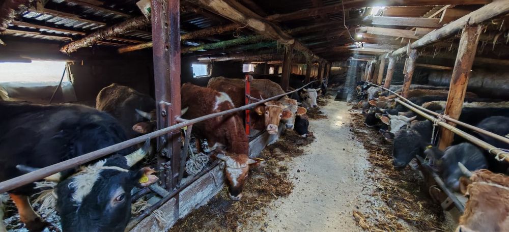 Бұқалар сатылады (2-2,5 жас) стояк быки