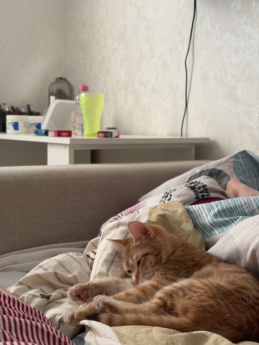 Отдадим в хорошие руки