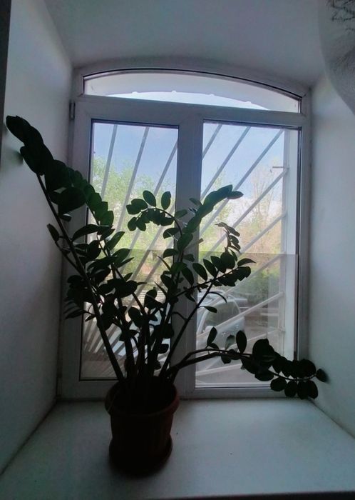 Замиокулькас (долларовое)