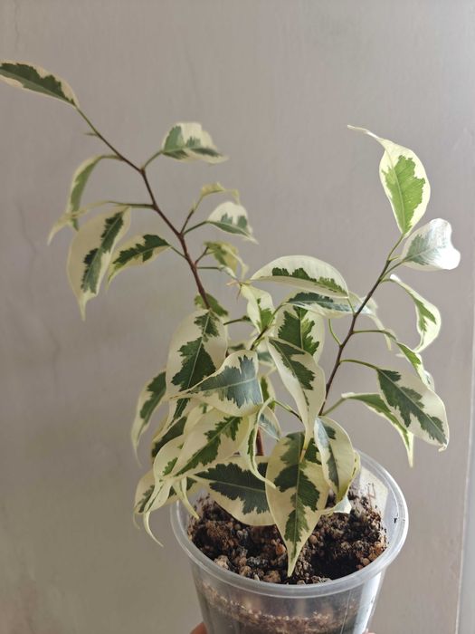 Фикусы разных сортов