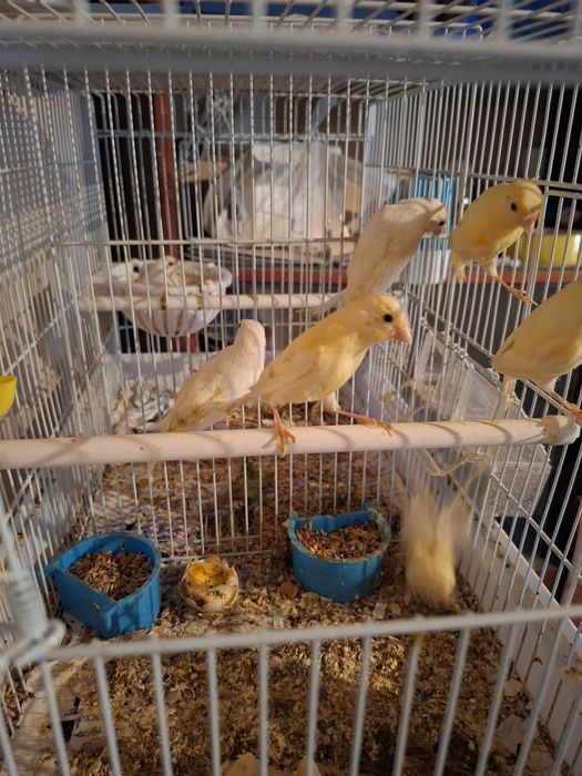 Птицы канарейки...