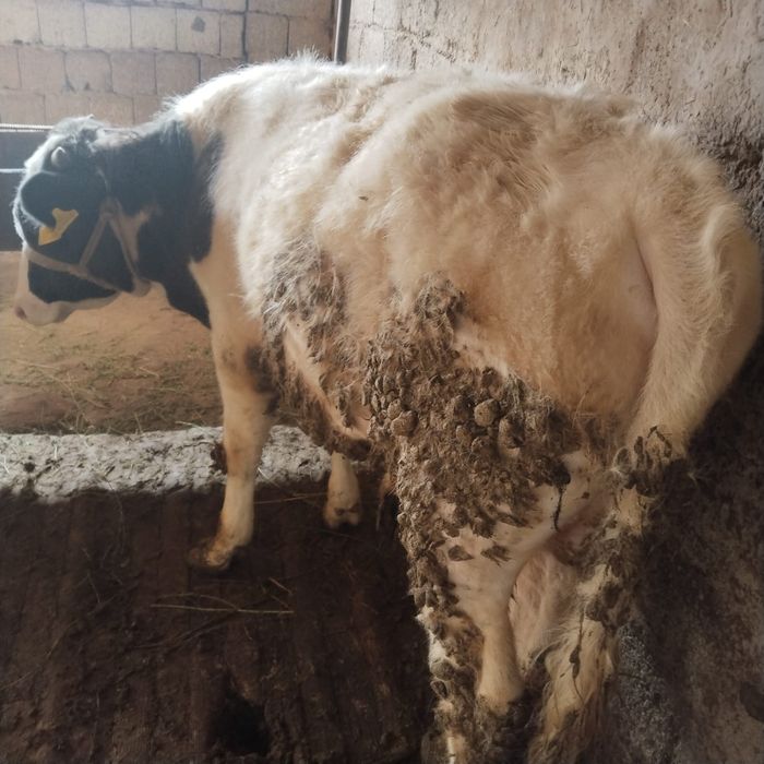 Продам бычка на откорме