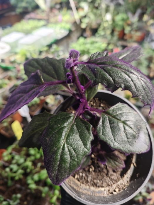 Гинура,комнатный цветок