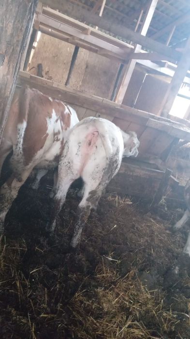 Vând viței 29 lei pe kg