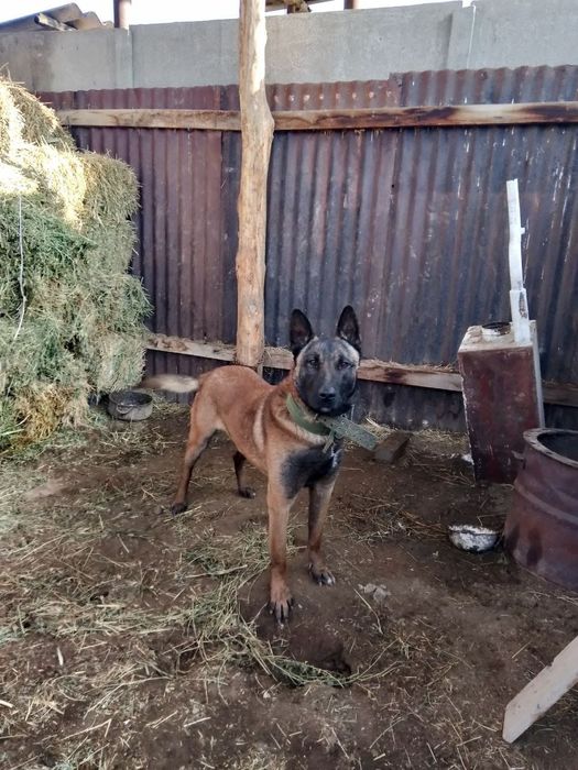 Продам бельгийский овчарка и питбуля