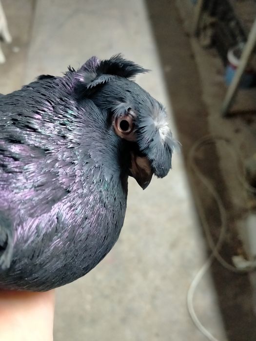 Пара жуков молодых