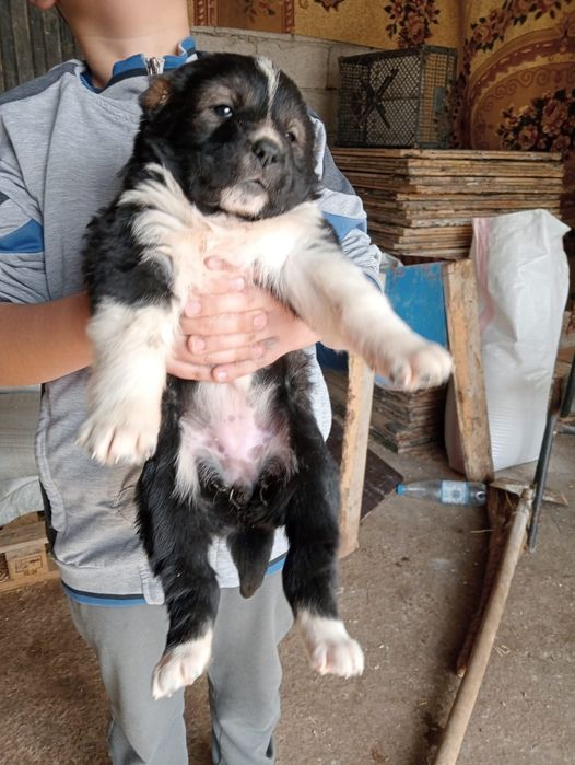 Таза қанды Алабай күшіктері.