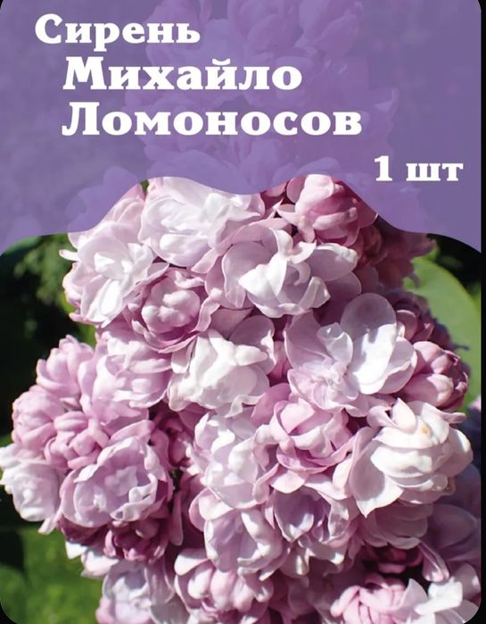 Продам саженцы сирени привизеные с России