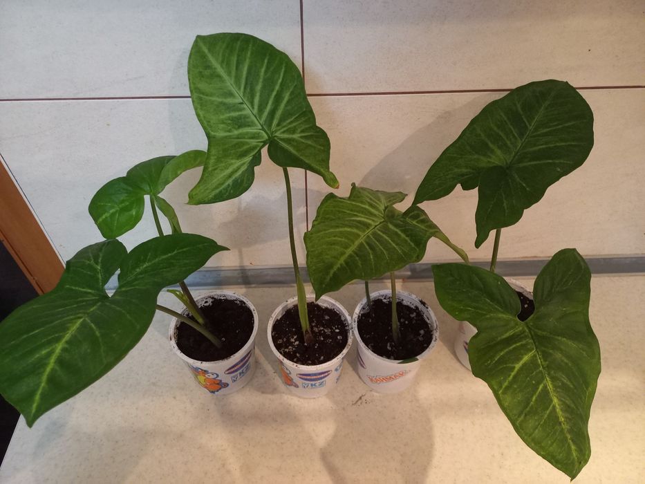 Продам комнатные цветы