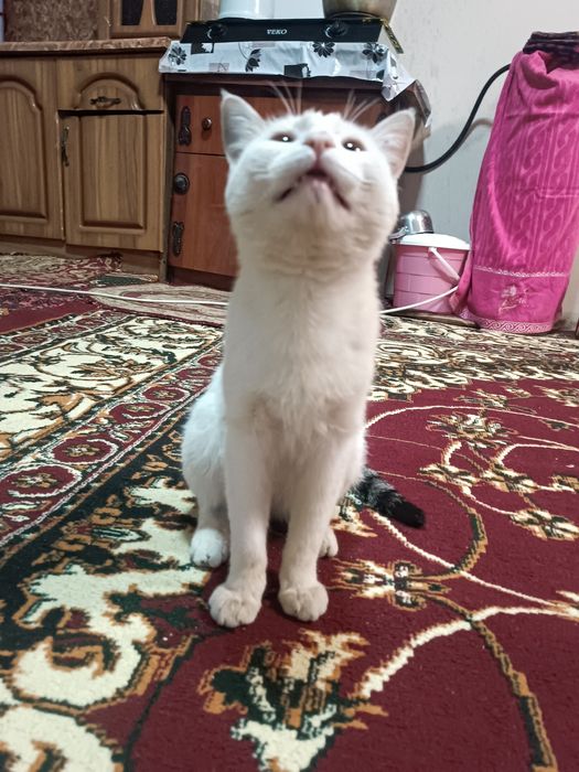 Men tugatdim va keyin yana