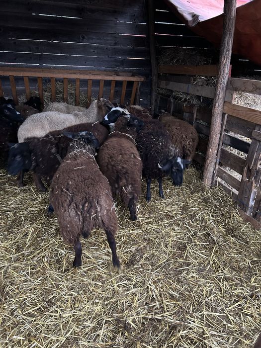 Vand schimb miei de carne