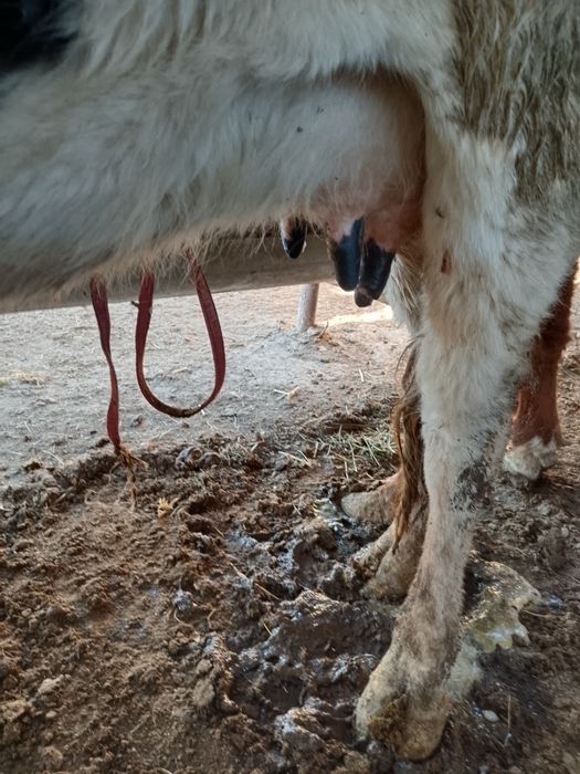 Бузаулы сиыр сатылады