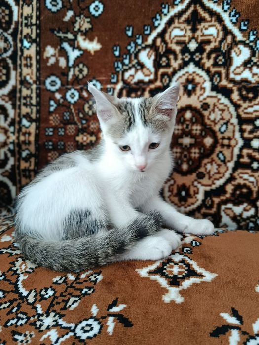 ОТДАДИМ КОТЕНКА!!! В хорошие и любящие руки ...