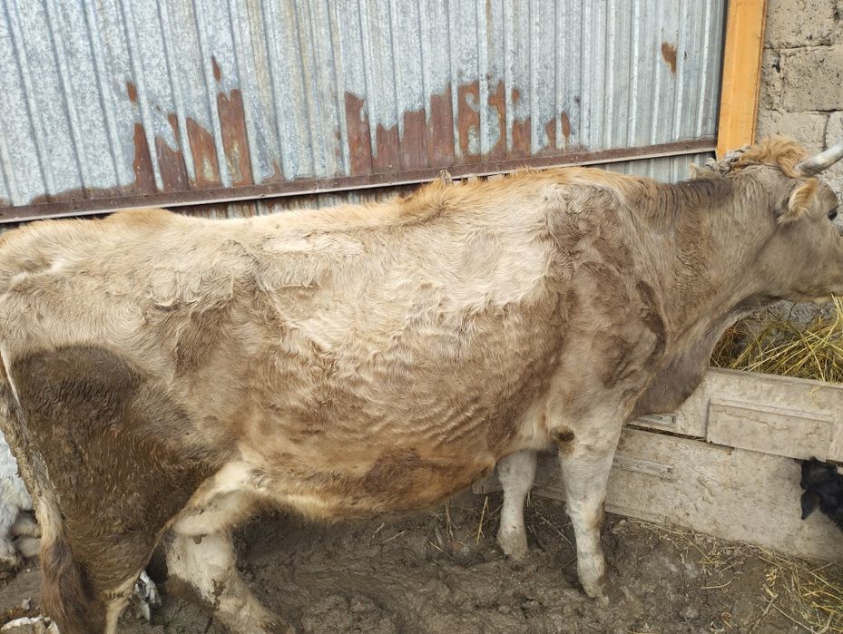 Сиыр сатам буаз 10 литр береди