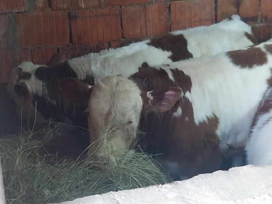 Vând 4 vitei de 5 luni