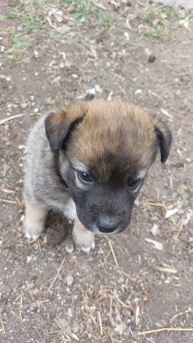 Отдам щенят  в добрые руки