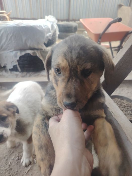 Отдам щенка, помесь Стаффорда и спаниеля