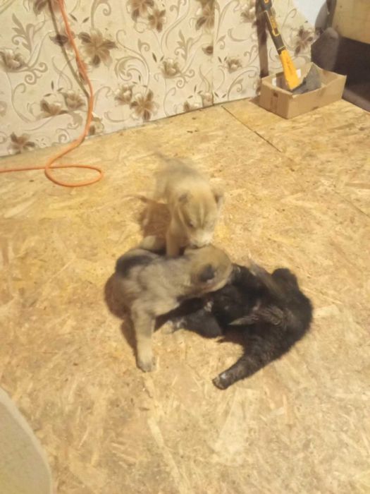 dau catei rasa mica Suceava-Falticeni