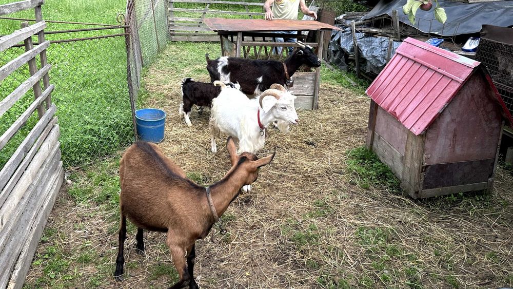 Vand capre, detalii la telefon