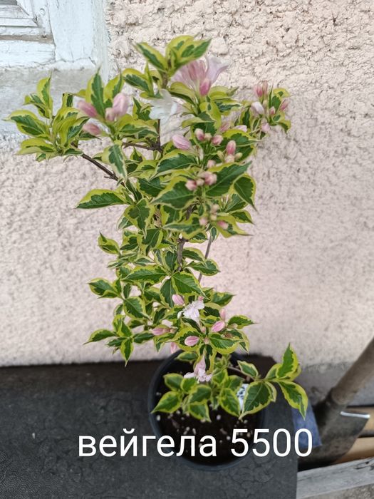 Продам цветы кустарники