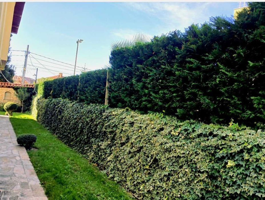 Озеленяване поддръжка