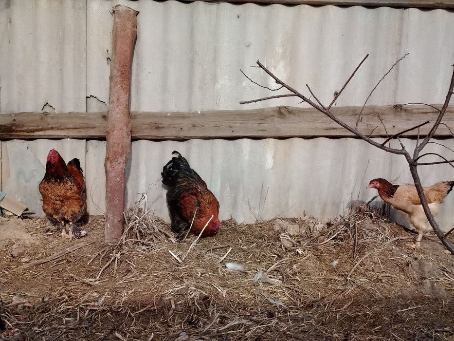 Петухи брама.(Цена договарная)