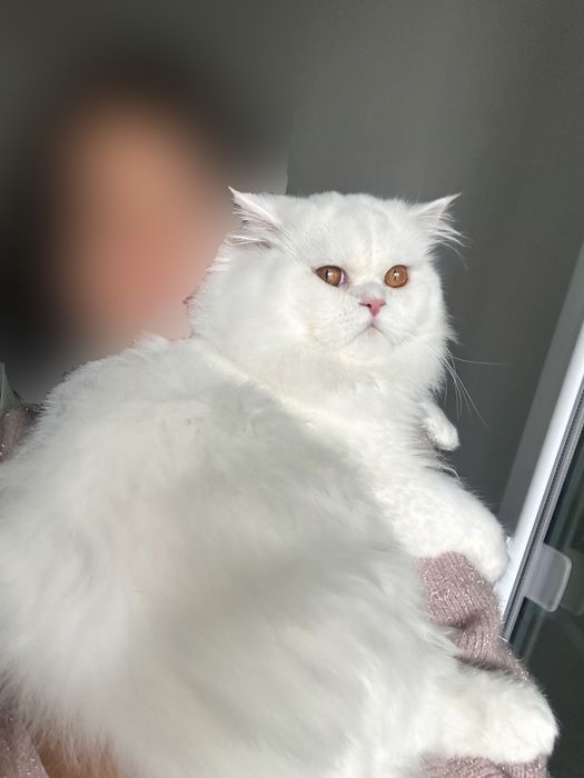 Бял персийски котарак за разплод
