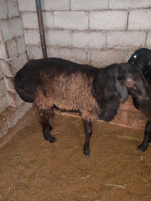 Qochqor uyda boqilgan