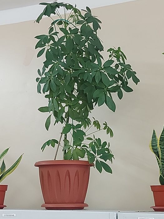 Комнатные  цветы