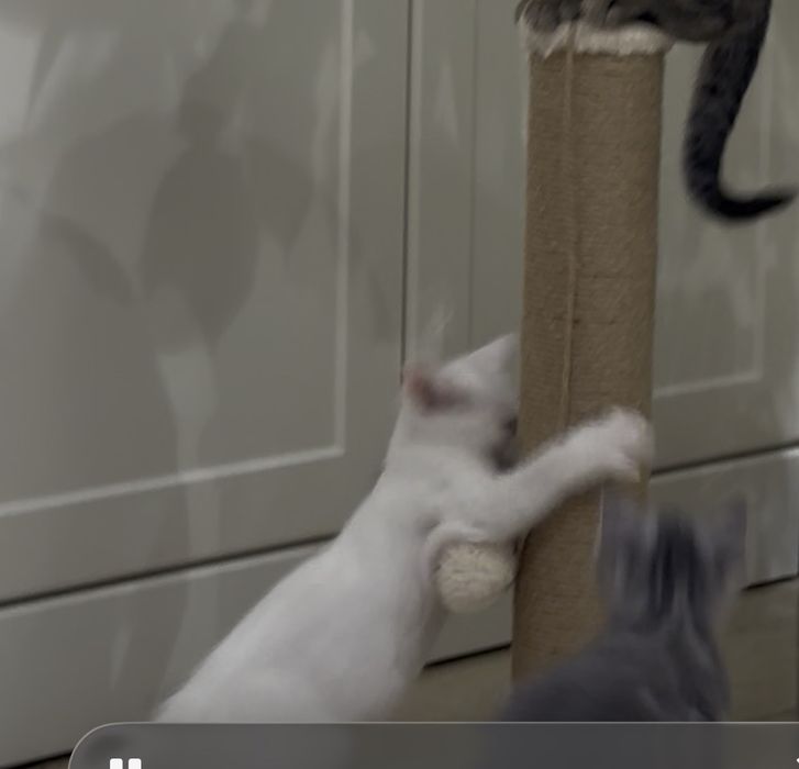отдам в хорошие руки кот 3,5 месец