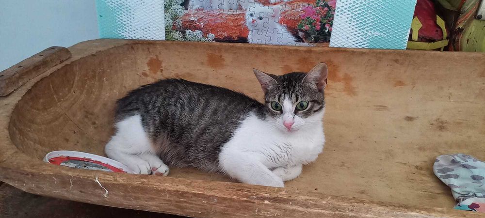 Pisicuță pentru adopție