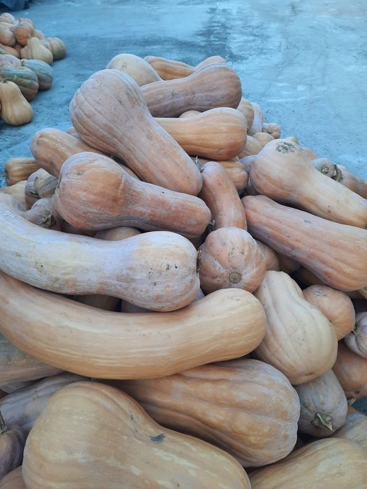Dovleci plăcintari