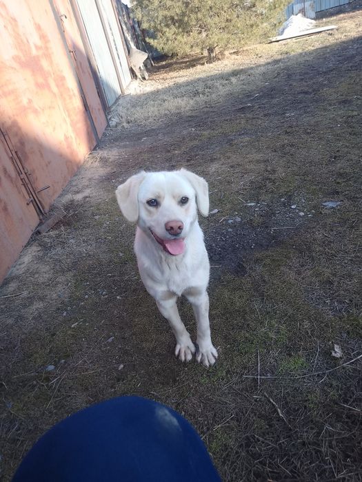 Рабрадор ретривер