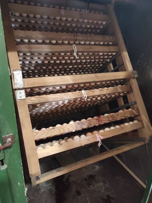 Incubator cu eclozor