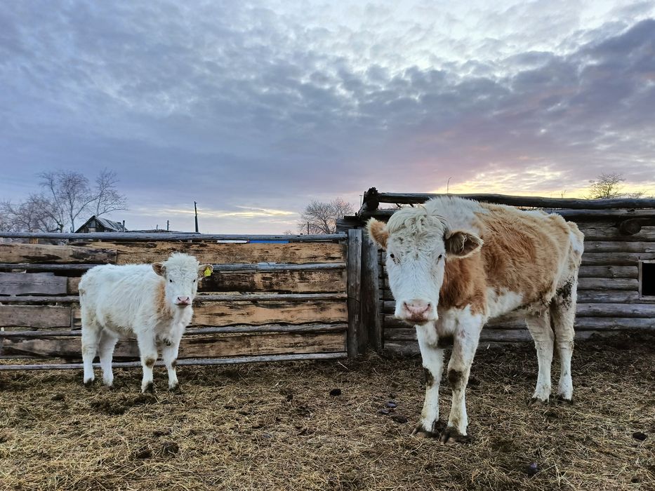 Продам корову с тёлочкой