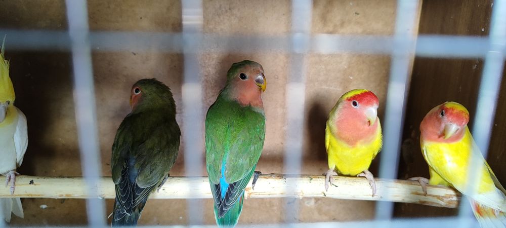 Неразлучки сатылады