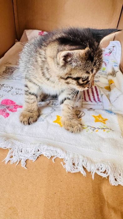 Котенок в Дар только в Ташкент