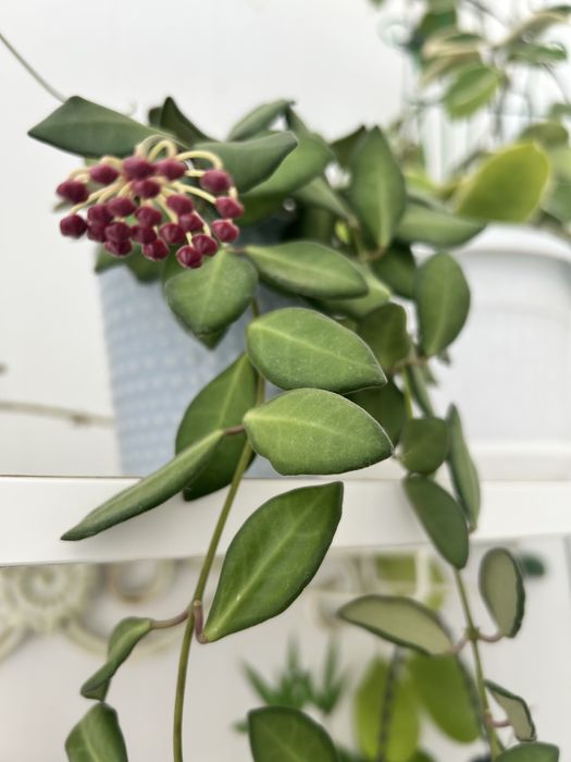 Комнатные цветы и отростки