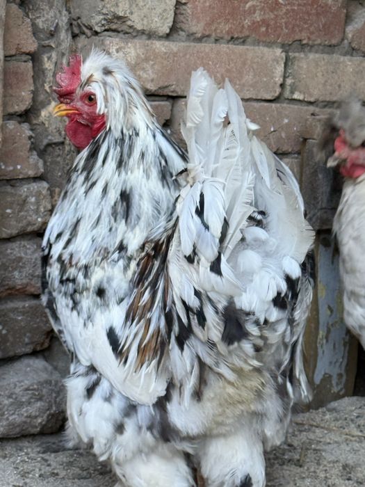 Разплодени яйца от кохинхин