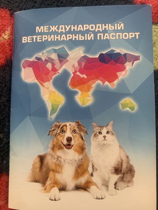 Собака ищет новых хозяев