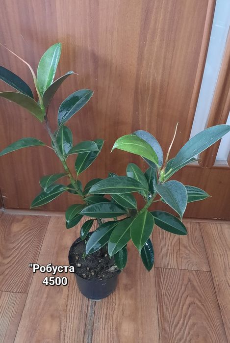 Фикусы.  различных сортов.