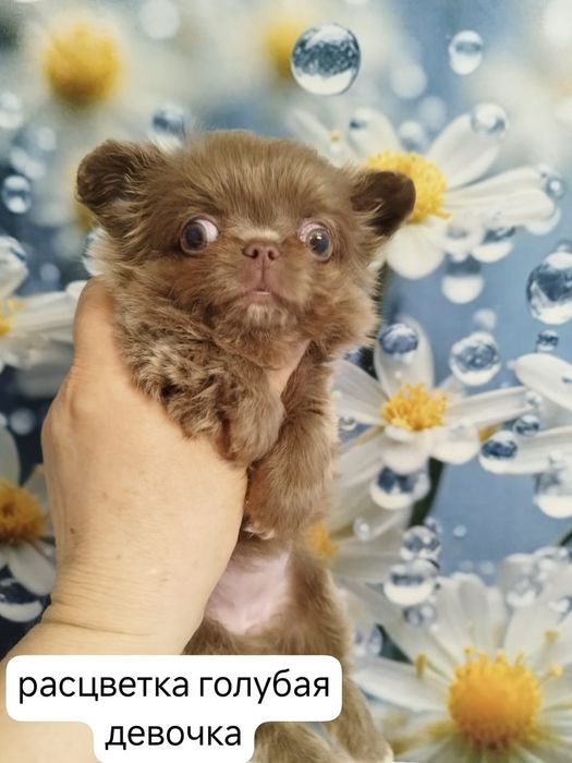 Чихуахуа щенки миники
