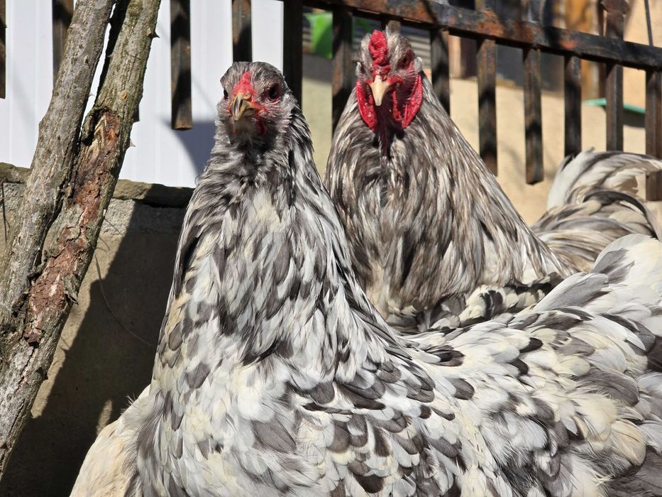 Продавам разплодни яйца от Сплаш Брама [Splash Brahma]