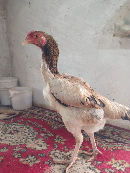 Продам курей доконов