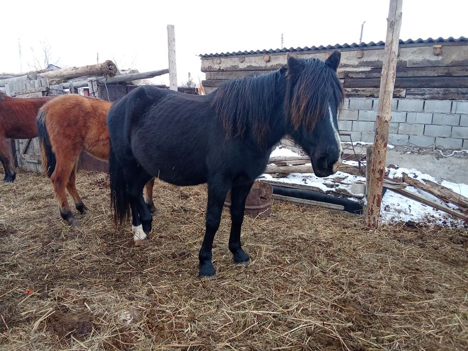 Продам лошадь.кабыла и жабагы