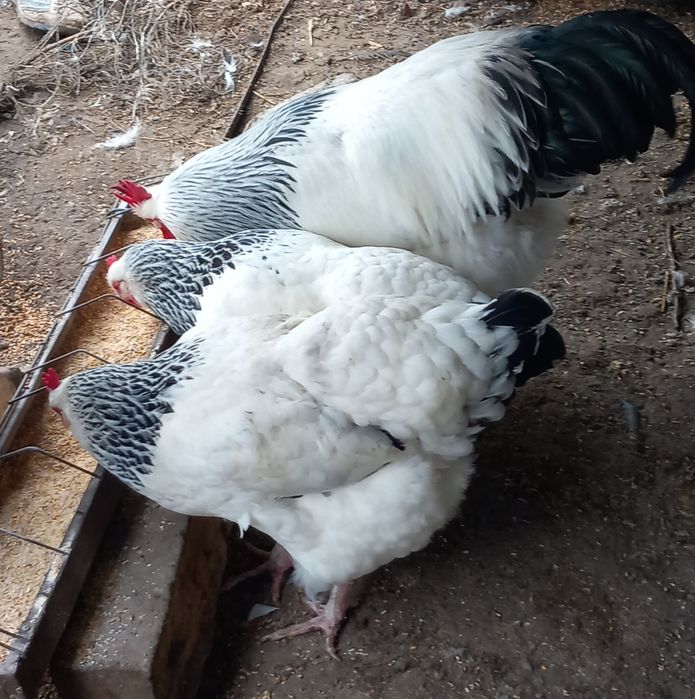 Ouă incubat sussex herminat deschis