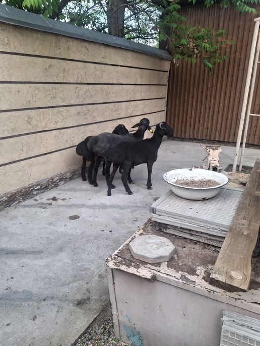 Қошқарлар сатылатын