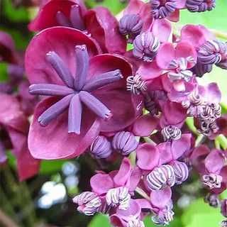 Эсклюзив. Саженцы Акебии или Шоколадной Лозы